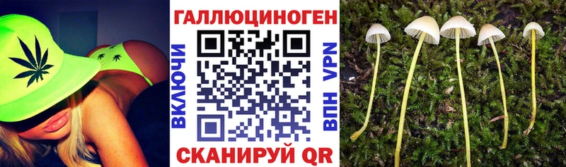 наркотики  Ростов  Галлюциногенные грибы Psilocybine cubensis 